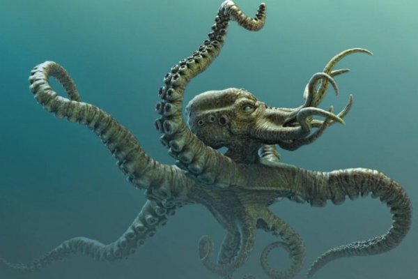 Kraken площадка